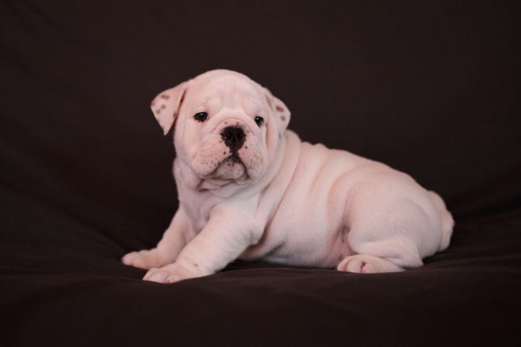 Of Luxury Sweety Bulls - Chiot disponible  - Bulldog Anglais