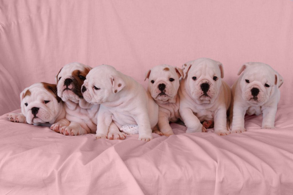 Chiot Bulldog Anglais Of Luxury Sweety Bulls