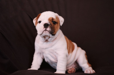 CHIOT 3