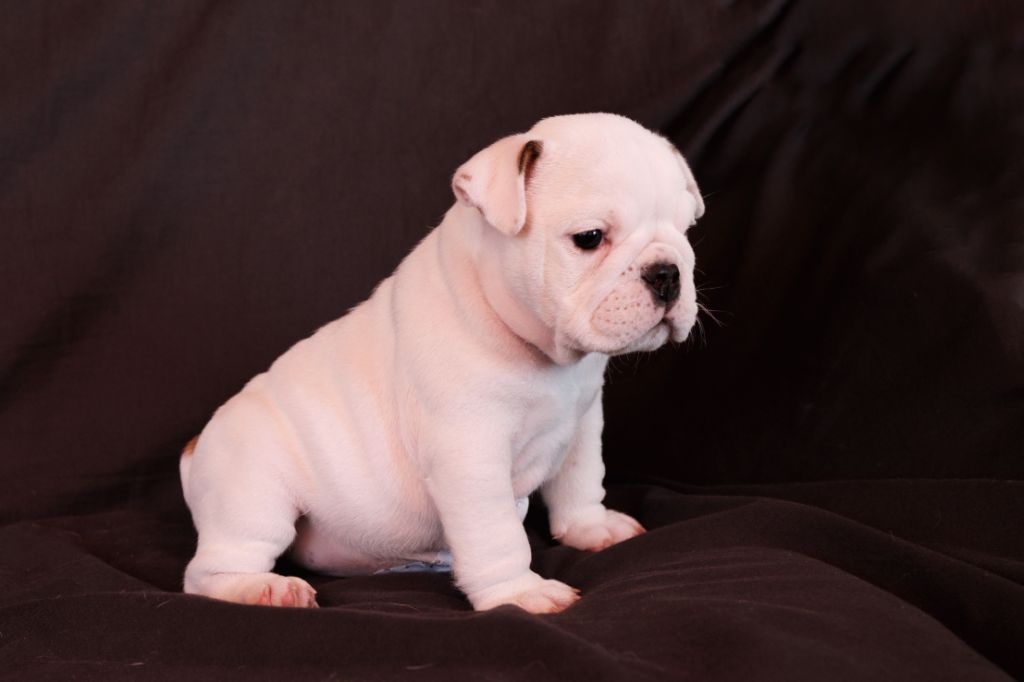 Of Luxury Sweety Bulls - Chiots disponibles - Bulldog Anglais